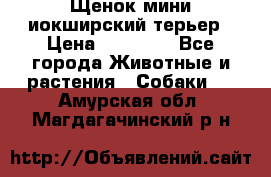 Щенок мини иокширский терьер › Цена ­ 10 000 - Все города Животные и растения » Собаки   . Амурская обл.,Магдагачинский р-н